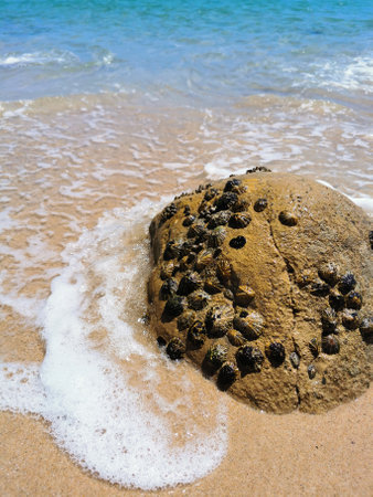 blue water wave break on rock with shells, beach picture