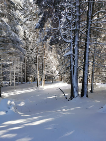 austrian winterwonderland in the woods, sunshineの写真素材