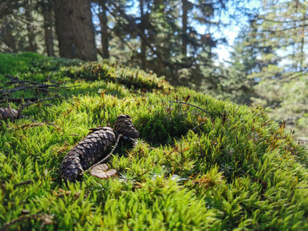 stone pine on soft forest ground in the woods, in summertime with sun shiningの写真素材
