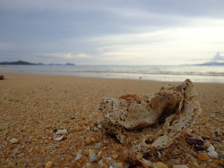 Shell on Beach