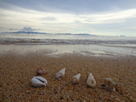 Shell in beach