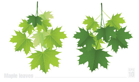 Maple branch with green leaves on a white background のイラスト素材