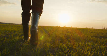 Farmer walks through a young wheat green field during sunset. Bottom view of a man walking in rubber boots in a farmer's field at sunset. Human walking on agriculture fieldの写真素材
