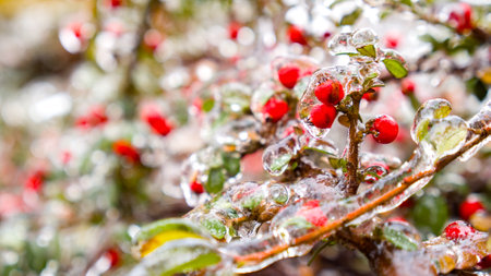 Frozen Green Plants with red berries in the ice after a natural cataclysm - outdoors. Icing of...