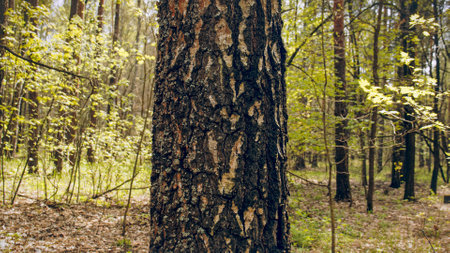Closeup Trunk of a pine tree in close-up against the background of a green forest. Concept of conservation of nature, forests and the environment.の写真素材