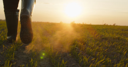 Farmer walks through a young wheat green field during sunset. Bottom view of a man walking in rubber...