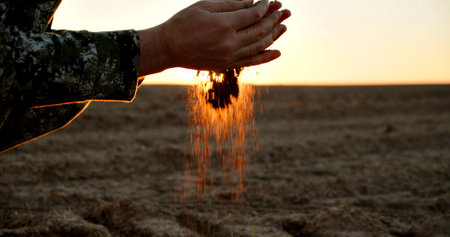 Farmer holding ground in hands closeup while sunset. Male hands touching soil on the field during...
