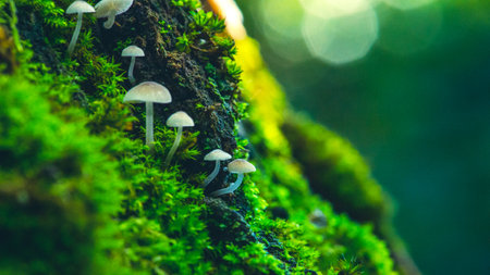 Beautiful small inedible mushrooms on a tree in green moss. Beautiful green natural macro landscape...