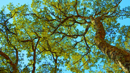 Big beautiful tree with a long branches against blue sky.  Beautiful wild nature. Low angle view to the tree trunk with the long branches and fresh new leaves,  textured bark. Beautiful Spring seasonの写真素材