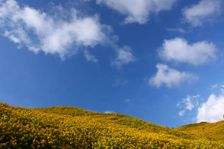 The Mexican Sunflower Weed field, North of Thailandの写真素材