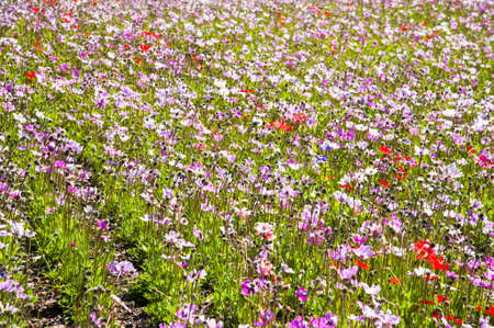 Texture of colorful little dot Moss Phlox at Fuji Shibazakura Festival in Yamanashi, Japanの写真素材
