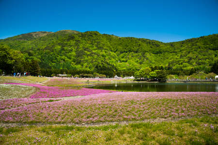 Beautiful landscape, meadow of Phlox Subulata in Shibazakura festival, Japanの写真素材