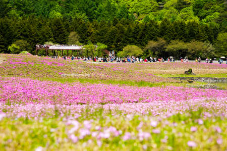 Beautiful landscape, meadow of Phlox Subulata in Shibazakura festival, Japanのeditorial素材