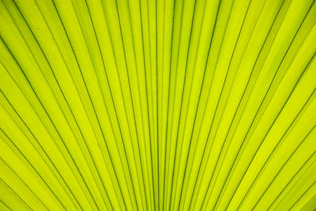 Texture line of green leaves palmの写真素材