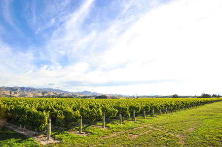Row of beautiful grape yard before sunset with mountain in Blenheim, New Zealandの写真素材