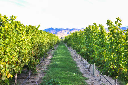 Row of beautiful grape yard before sunset with mountain in Blenheim, New Zealandの写真素材
