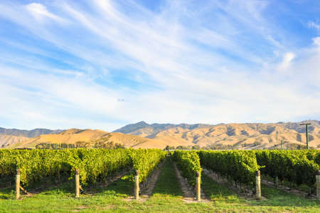 Row of beautiful grape yard before sunset with mountain in Blenheim, New Zealandの写真素材