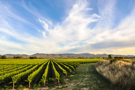 Row of beautiful grape yard before sunset with mountain in Blenheim, New Zealandの写真素材