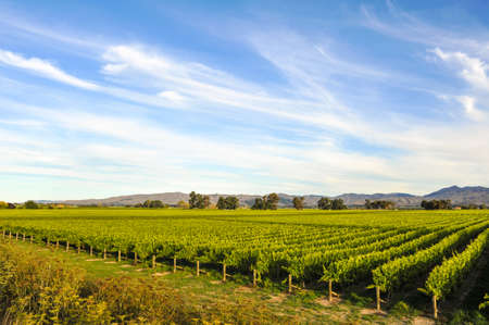 Row of beautiful grape yard before sunset with mountain in Blenheim, New Zealandの写真素材