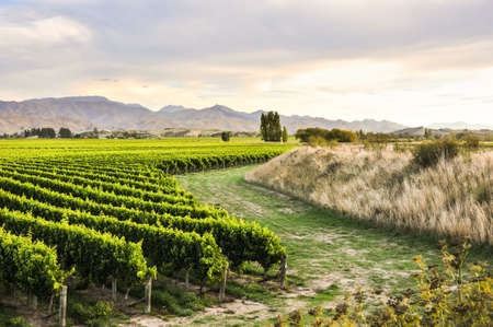 Row of beautiful grape yard before sunset with mountain in Blenheim, New Zealandの写真素材