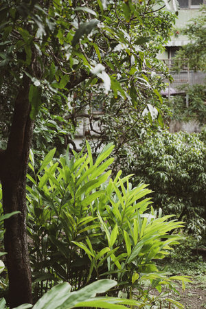integrated plant in farm, vertical frame, tropical plant bushの写真素材