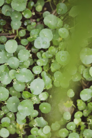 Top view of little round foliage bush on ground after rain, defocus green at foreground