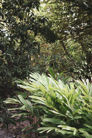 integrated plant in farm, vertical frame, tropical plant bushの写真素材
