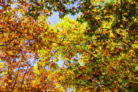 wide of colorful maple and other foliage with branch with blue sky in autumn, view from groundの写真素材