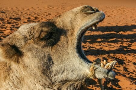 Head of a yawning camel in the Moroccan sand dunes of Erg Chebbi, Western Sahara, a hot spot for...
