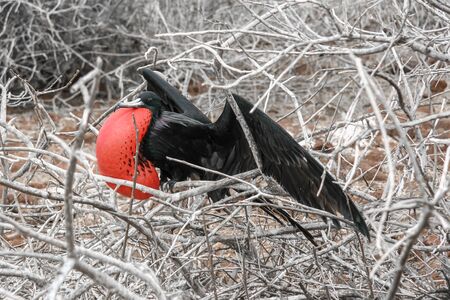 Great Frigate bird (male) in courtship, North Seymour, Galápagos islands, Ecuador.の写真素材