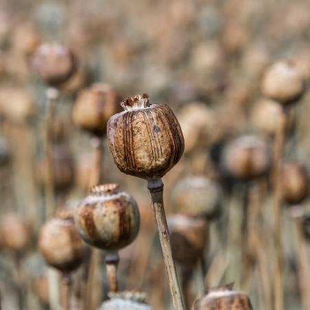 Opium poppy pods in harvest time. Crop for poppy seeds and raw opium, i.e. the dried latex from incisions. Legal cultivation around Bijaipur, Rajasthan, India.の写真素材