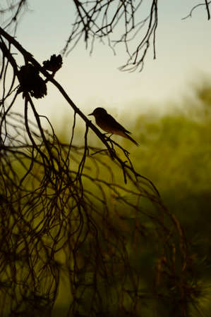 Bird called sparrow on a branch of a pine with green and light blue backgroundの写真素材