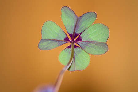 Image of four leaf clover and his stem with yellow background