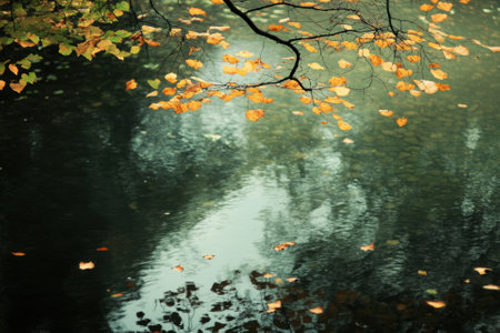 Golden leaves on branches over calm, still water with reflections.の素材