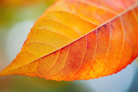 Close-up of a vibrant autumn leaf with orange and red hues.の素材