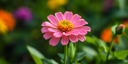 Delicate pink zinnia flower in vibrant garden settingの素材