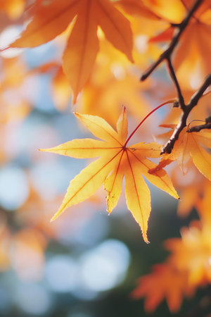 Autumn leaves in soft focus. Vibrant orange and yellow foliageの素材