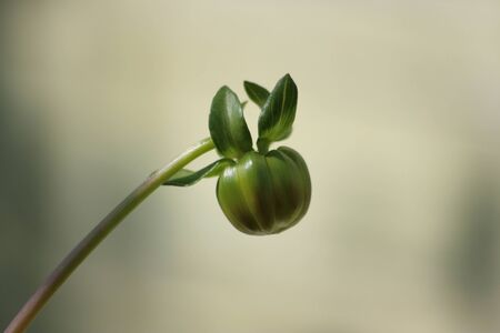 Simply beautiful flowersの写真素材