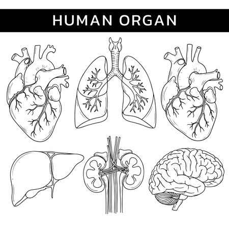 Vector of human organs illustration drawing line art for education, work, hospital, learning.のイラスト素材