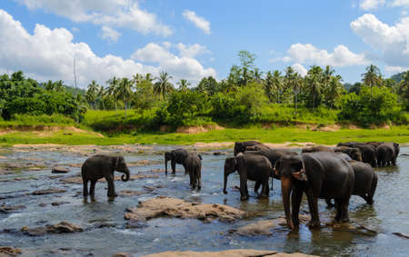 Some bathing elephants in a lakeの写真素材