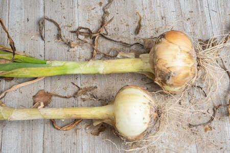 An unearthed harvest pair of sweet white onions with green stalks, roots and sandy soil set on a wood panel.の写真素材