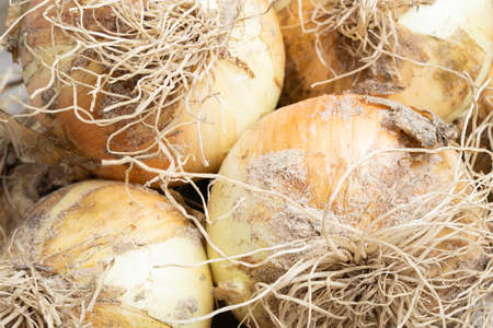 Macro shot with shallow depth or selective focus of freshly unearthed harvest of sweet white onions with stalks, roots, and sandy soil on wood panel.の写真素材