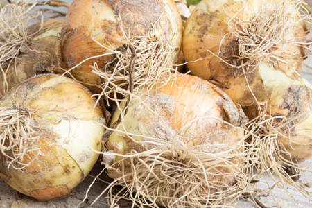 Macro shot with shallow depth or selective focus of freshly unearthed harvest of sweet white onions...
