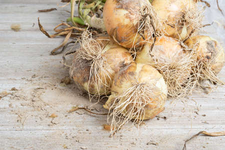 Macro shot with shallow depth or selective focus of freshly unearthed harvest of sweet white onions with stalks, roots, and sandy soil on wood panel.の写真素材