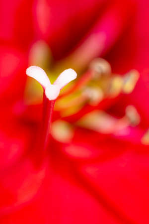 A macro shot or extreme close-up of a red amaryllis flower in full bloom with a very shallow depth of selective focus.の写真素材