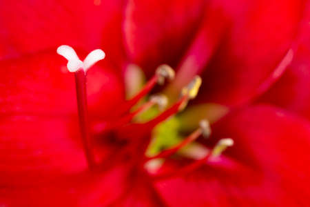 A macro shot or extreme close-up of a red amaryllis flower in full bloom with a very shallow depth of selective focus.の写真素材