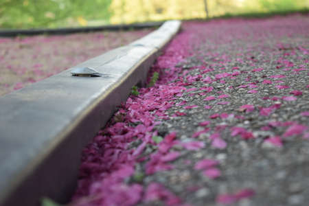 Pink flowers in springの写真素材