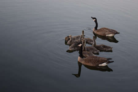 Family of ducks in a lake