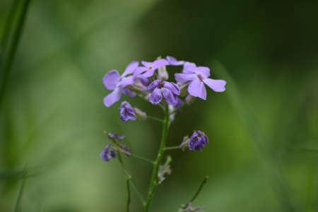 Purple Forest Flowerの写真素材