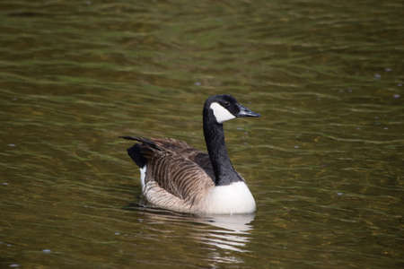 Canadian Duck swimming at a lakeの写真素材